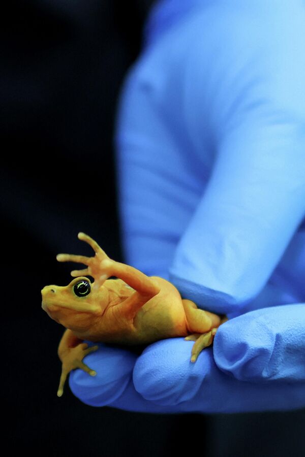 Nhà khoa học cầm con ếch vàng Panama tại Trung tâm Nghiên cứu và Bảo tồn Gamboa, đang nỗ lực cứu loài lưỡng cư này khỏi nguy cơ tuyệt chủng, Panama. - Sputnik Việt Nam