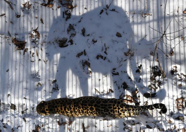 Báo Amur trong Công viên Tự nhiên Safari Primorsky của Nga. - Sputnik Việt Nam