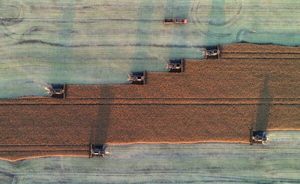 Thu hoạch hạt cải dầu ở vùng Krasnoyarsk của Nga. - Sputnik Việt Nam