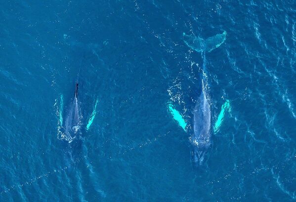 Cá voi lưng gù ngoài khơi Teriberka ở vùng Murmansk của Nga. - Sputnik Việt Nam