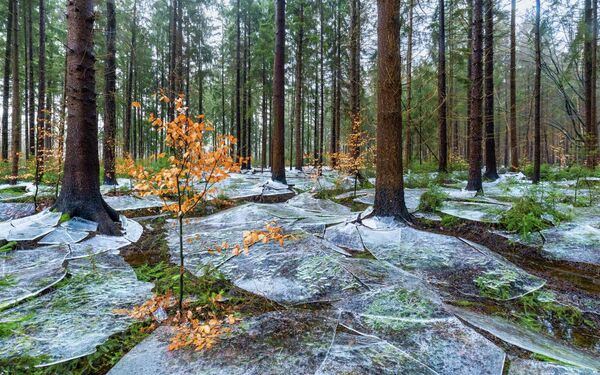 Tác phẩm "Rừng băng giá" (Frozen forest) của nhiếp ảnh gia UAE Eike Christian, giải nhất hạng mục "Landscapes" trong cuộc thi GDT Nature Photographer of the Year 2026. - Sputnik Việt Nam