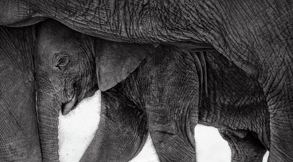 1) Tác phẩm "Nơi trú ẩn" (Shelter) của nhiếp ảnh gia Preeti John, giải nhì hạng mục "Mammals" trong cuộc thi GDT Nature Photographer of the Year 2026. - Sputnik Việt Nam
