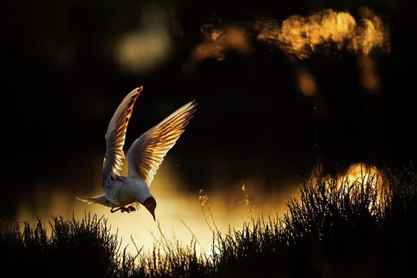 1) Tác phẩm “Chim mòng biển đầu đen” (Black-headed gull) của nhiếp ảnh gia Radomir Jakubowski, giải nhất hạng mục "Birds" trong cuộc thi GDT Nature Photographer of the Year 2026. - Sputnik Việt Nam