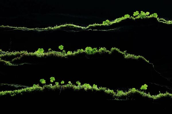 Tác phẩm “Những đường nét xanh” (Green lines) của nhiếp ảnh gia Tobias Richter, giải nhất hạng mục "Plants &amp; Fungi" trong cuộc thi GDT Nature Photographer of the Year 2026. - Sputnik Việt Nam