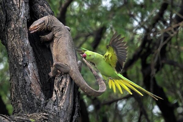 "Vẹt đuôi dài cắn thằn lằn" ( Parakeet biting Monitor lizard) – Hira Punjabi, giải nhì hạng mục " Forests ", cuộc thi 2026 Environmental Photography Award. - Sputnik Việt Nam