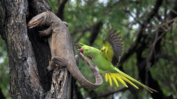 Снимок Parakeet biting Monitor lizard фотографа Hira Punjabi, занявший 2 место в категории Forests в конкурсе Environmental Photography Award 2026 - Sputnik Việt Nam