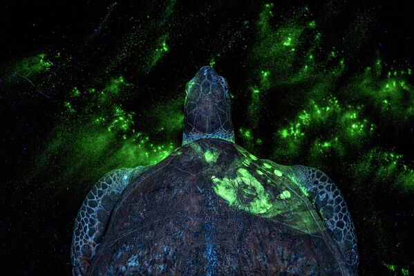 "Dấu tay trên rùa biển"(Hand print on sea turtle ) – Britta Jaschinski, giành giải thưởng cuộc thi 2026 Environmental Photography Award. - Sputnik Việt Nam