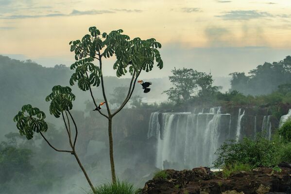 "Linh hồn của thác nước" (Spirits of the falls ) – Arnaud Farré, giải nhất hạng mục " Forests ", cuộc thi 2026 Environmental Photography Award. - Sputnik Việt Nam