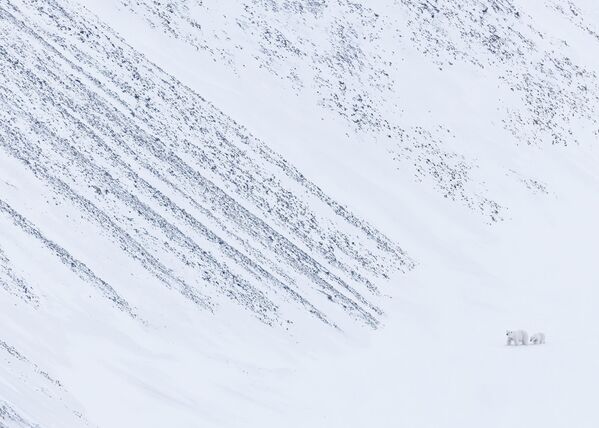 "Những nhà thám hiểm" ( The explorers ) – Panos Laskarakis, giải nhì hạng mục Polar Regions, cuộc thi 2026 Environmental Photography Award. - Sputnik Việt Nam