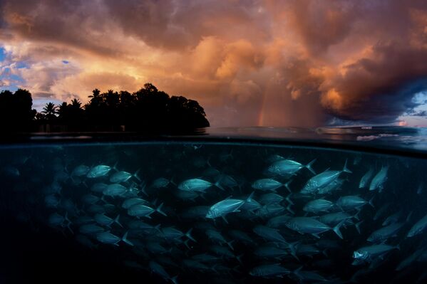 "Tốt hơn cả vàng" ( Better than gold ) – Shane Gross, giải nhì hạng mục "Ocean", cuộc thi 2026 Environmental Photography Award. - Sputnik Việt Nam