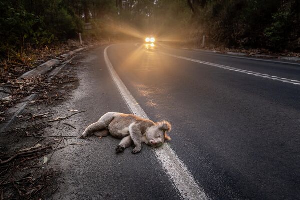 Gấu Koala rất mong bạn giảm tốc độ" (Koalas are dying for you to slow down ) – Doug Gimesy, giành giải thưởng Public Award 2026, cuộc thi 2026 Environmental Photography Award. - Sputnik Việt Nam