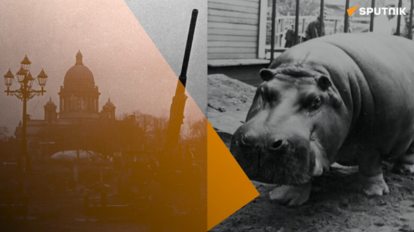 Con hà mã Krasavitsa là con vật sống sót sau cuộc bao vây Leningrad - Sputnik Việt Nam