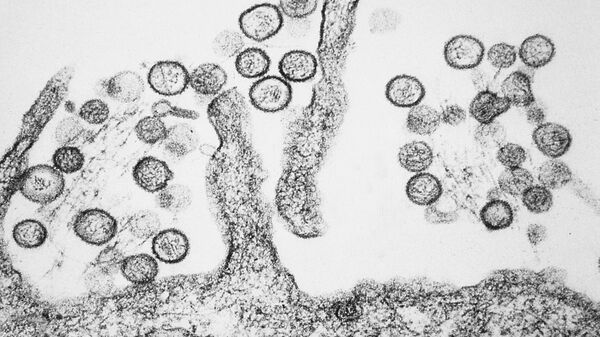 Virus Hanta dưới kính hiển vi - Sputnik Việt Nam