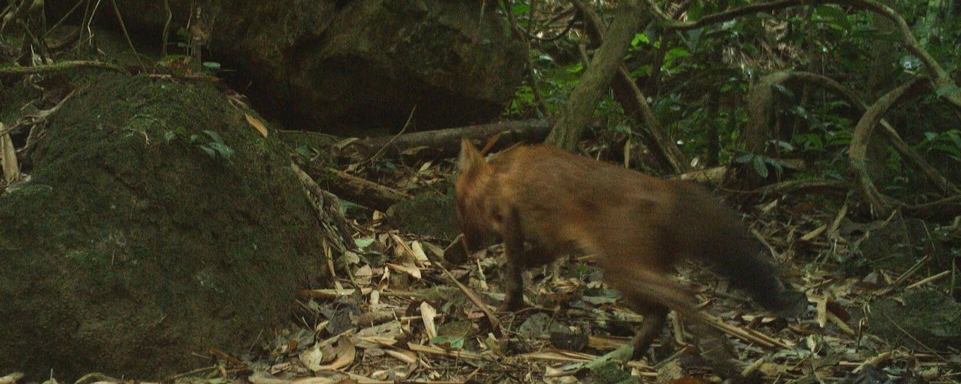 Cá thể Chó sói lửa (Cuon alpinus) trưởng thành di chuyển đơn lẻ được bẫy ảnh ghi nhận trong vùng lõi Khu bảo tồn thiên nhiên Pù Hoạt (tỉnh Nghệ An) - Sputnik Việt Nam, 1920, 14.05.2026