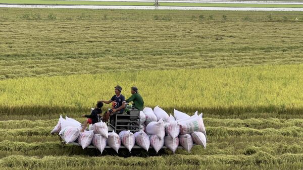 Nông dân An Giang thu hoạch lúa trong Đề án 1 triệu ha lúa chất lượng cao, phát thải thấp - Sputnik Việt Nam