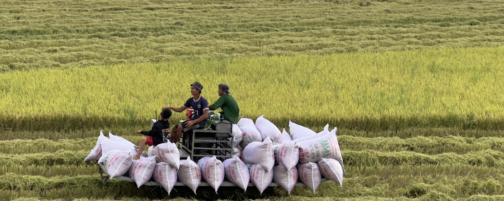 Nông dân An Giang thu hoạch lúa trong Đề án 1 triệu ha lúa chất lượng cao, phát thải thấp - Sputnik Việt Nam, 1920, 18.05.2026