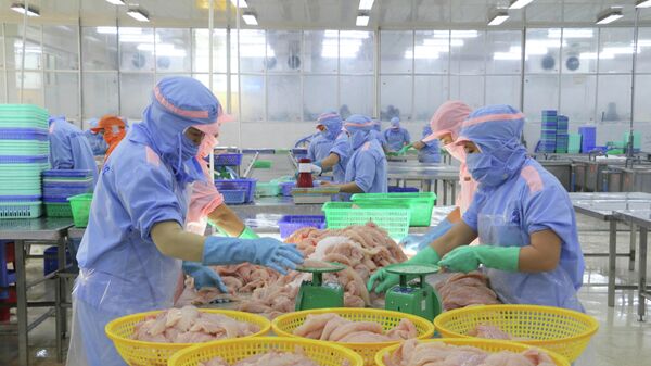 Mặt hàng thủy sản đông lạnh 5 đầu năm 2026 đạt 143,4 ngàn tấn, tăng 25,35% so với cùng kỳ, trong đó, cá tra phi lê đông lạnh tăng 35,11% so với cùng kỳ - Sputnik Việt Nam