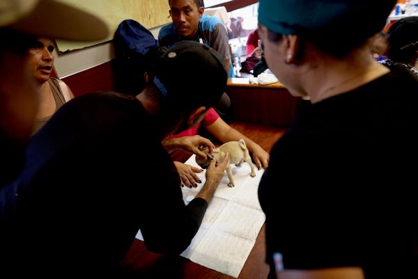 Một chú chó tại phòng khám thú y tạm thời được thiết lập tại nhà hàng McDonald's sau trận động đất. La Guaira, Venezuela, ngày 2 tháng 7 năm 2026 - Sputnik Việt Nam