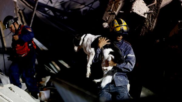 Lính cứu hỏa cứu một chú chó từ tòa nhà bị sập sau trận động đất. Caracas, Venezuela, ngày 24 tháng 6 năm 2026 - Sputnik Việt Nam