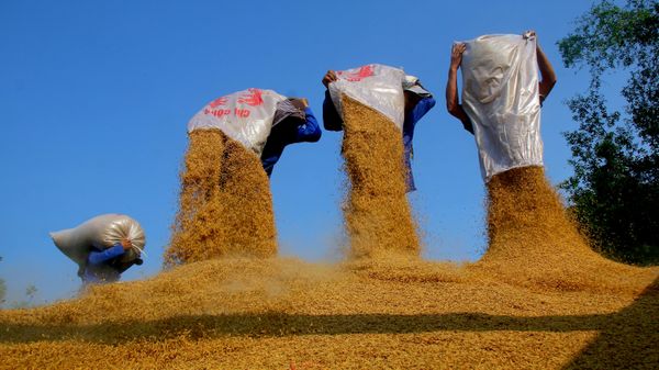 Hạt lúa thành phẩm xuất bán - Sputnik Việt Nam