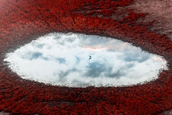 Bức ảnh "Birdie in the Sky" của nhiếp ảnh gia Nga Vitaly Golovatyuk, giành chiến thắng tại hạng mục The International Aerial Photograph of the Year của cuộc thi The 2nd International Aerial Photographer of the Year 2026. - Sputnik Việt Nam