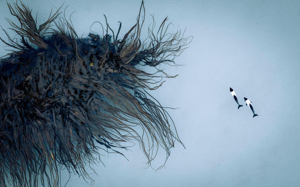 Bức ảnh "Commerson’s dolphin and Giant Kelp" của nhiếp ảnh gia Nhật Bản Koki Shinoda, lọt vào TOP 101 của cuộc thi The 2nd International Aerial Photographer of the Year 2026. - Sputnik Việt Nam