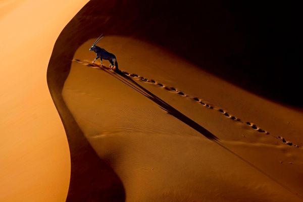 Bức ảnh "Oryx Walking on Dune" của nhiếp ảnh gia Trung Quốc Zhengze Xu, lọt vào TOP 101 của cuộc thi The 2nd International Aerial Photographer of the Year 2026. - Sputnik Việt Nam