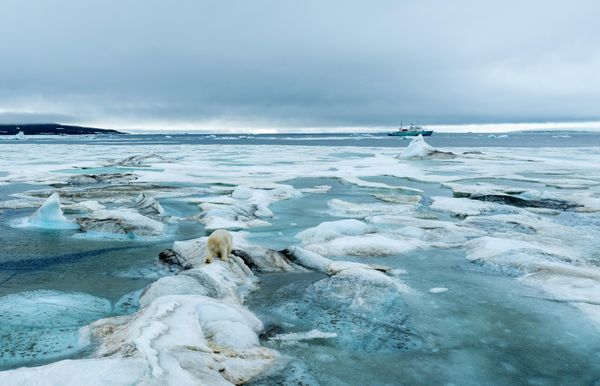 Gấu trắng Bắc Cực trên đảo Heiss, quần đảo Franz Josef Land - Sputnik Việt Nam