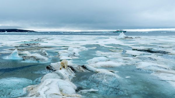 Gấu trắng Bắc Cực trên đảo Heiss, quần đảo Franz Josef Land - Sputnik Việt Nam