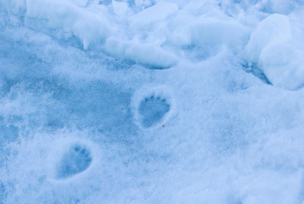 Dấu chân gấu trắng Bắc Cực trên đảo Hooker, quần đảo Franz Josef Land - Sputnik Việt Nam