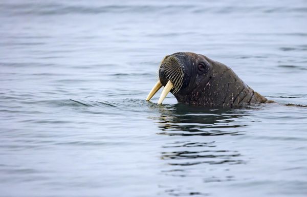Hải mã ngoài khơi gần đảo Wilczek, quần đảo Franz Josef Land - Sputnik Việt Nam