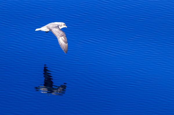 Chim hải âu Fulmar ở vùng ven biển đảo Hooker, quần đảo Franz Josef Land - Sputnik Việt Nam