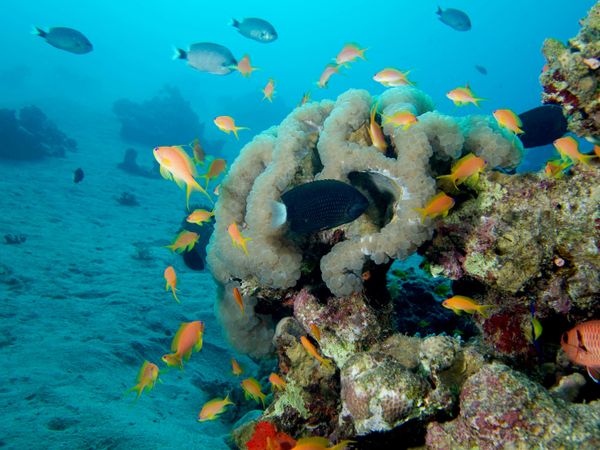 Khu bảo tồn biển Aqaba, Jordan - Sputnik Việt Nam