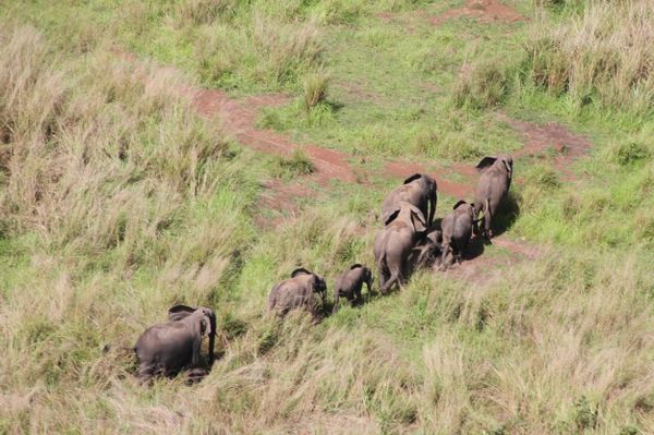 Đàn voi trong Vườn quốc gia Garamba, Cộng hòa Dân chủ Congo - Sputnik Việt Nam