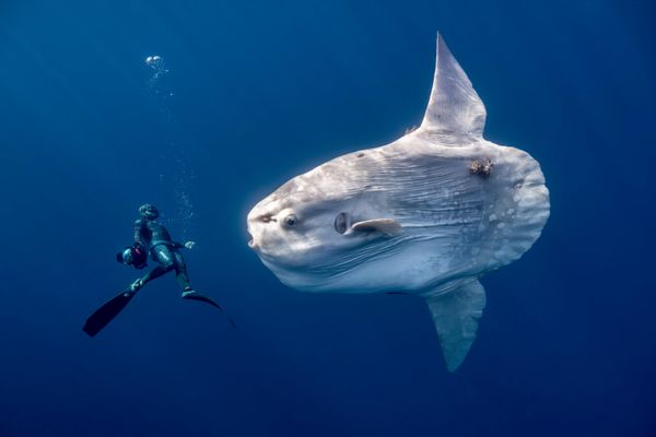 Bức ảnh A giant oceanic sunfish (Một con cá mặt trời khổng lồ) của Anita Verde, người lọt vào chung kết hạng mục Human Connection: People & Ocean (Kết nối Nhân đạo: Con người & Đại dương) của cuộc thi Ocean Photographer of the Year 2026 - Sputnik Việt Nam