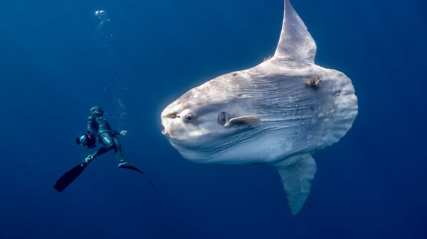 Bức ảnh A giant oceanic sunfish (Một con cá mặt trời khổng lồ) của Anita Verde, người lọt vào chung kết hạng mục Human Connection: People & Ocean (Kết nối Nhân đạo: Con người & Đại dương) của cuộc thi Ocean Photographer of the Year 2026 - Sputnik Việt Nam