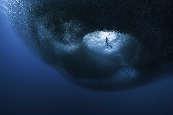Bức ảnh A freediver surrounded by sardines (Một thợ lặn tự do giữa những con cá mòi) của Benjamín Yávar, người lọt vào chung kết hạng mục Ocean Adventure (Phiêu lưu Đại dương) của cuộc thi Ocean Photographer of the Year 2026 - Sputnik Việt Nam