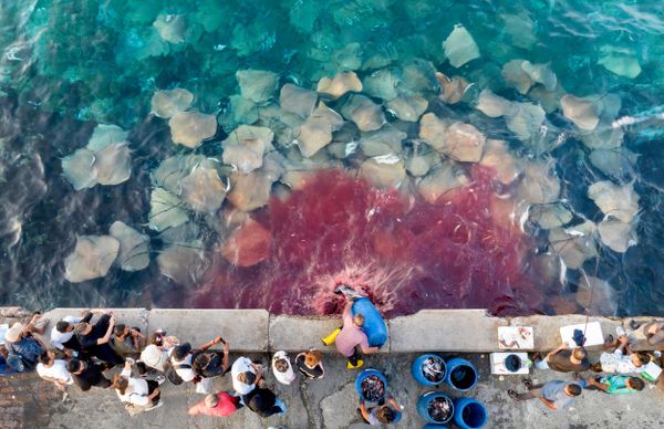 Bức ảnh Malé Fish Market (Chợ cá Malé) của Lu Minqiang, người lọt vào chung kết hạng mục Conservation Impact (Tác động Bảo tồn) của cuộc thi Ocean Photographer of the Year 2026 - Sputnik Việt Nam