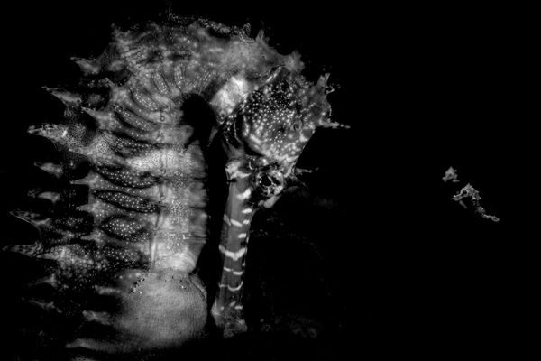 Bứa ảnh An adult seahorse with newly borns (Một con cá ngựa trưởng thành với những con non mới sinh) của Julien Anton, người lọt vào chung kết hạng mục Ocean Wildlife (Đời sống Đại dương hoang dã) của cuộc thi Ocean Photographer of the Year 2026 - Sputnik Việt Nam