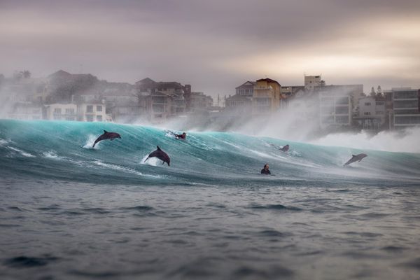 Bức ảnh Dolphins ride the waves (Cá heo cưỡi sóng) của Gergo Rugli, người lọt vào chung kết hạng mục Ocean Adventure (Phiêu lưu Đại dương) của cuộc thi Ocean Photographer of the Year 2026 - Sputnik Việt Nam