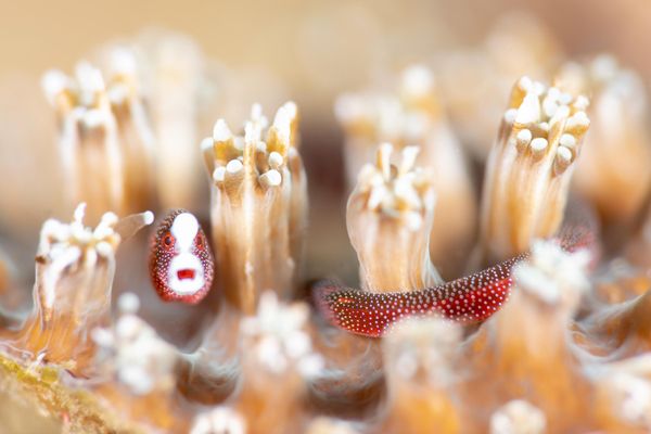 Ảnh Braun’s pughead pipefish (Cá ngựa đầu chó Braun) của Luis Arpa Toribio, người lọt vào vòng chung kết hạng mục Ocean Unseen: Hidden Worlds (Đại dương chưa được biết đến: Những thế giời bí ẩn) của cuộc thi Ocean Photographer of the Year 2026 - Sputnik Việt Nam
