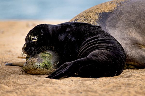 Bức ảnh Hawaiian monk seal rests with her week-old pup (Hải cẩu thầy tu Hawaii nghỉ ngơi cùng con non một tuần tuổi) của Leighton Lum, người lọt vào vòng chung kết hạng mục Conservation Hope (Hy vọng bảo tồn) của cuộc thi Ocean Photographer of the Year 2026 - Sputnik Việt Nam