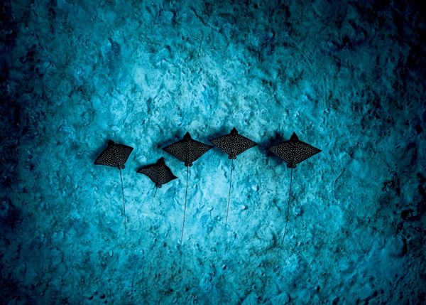 Bức ảnh Five spotted eagle rays (Năm con cá đuối đại bàng đốm) của John Kowitz, người lọt vào vòng chung kết hạng mục Ocean Fine Art (Tuyệt tác đại dương) của cuộc thi Ocean Photographer of the Year 2026 - Sputnik Việt Nam