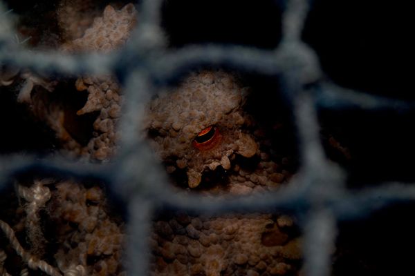 Bức ảnh An octopus peers from inside a lobster pot (Một chú bạch tuộc nhìn ra từ bên trong lồng tôm hùm) của Eduardo Santana de Vega, tác phẩm lọt vào vòng chung kết hạng mục Conservation Impact (Tác động Bảo tồn) của cuộc thi Ocean Photographer of the Year 2026 - Sputnik Việt Nam