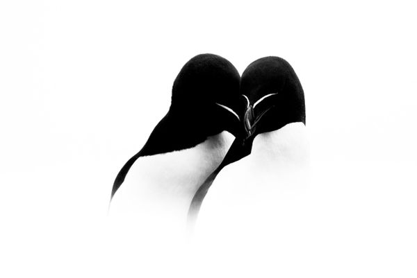 Bức ảnh Two razorbills touch beaks (Hai con chim mỏ nhọn chạm mỏ nhau) của Rachel Bigsby, tác phẩm lọt vào vòng chung kết hạng mục Ocean Fine Art (Tuyệt tác Đại dương) của cuộc thi Ocean Photographer of the Year 2026 - Sputnik Việt Nam