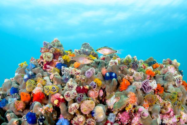 Bức ảnh Christmas tree worms (Những con sâu cây thông Noel) của Shigeno Yuta, tác phẩm lọt vào vòng chung kết hạng mục Conservation Hope (Hy vọng Bảo tồn) của cuộc thi Ocean Photographer of the Year 2026 - Sputnik Việt Nam