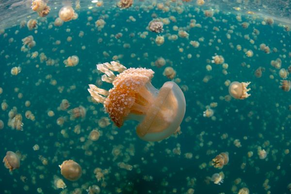 Hồ Sứa ở quần đảo Palau là hồ độc nhất vô nhị trên thế giới. Đây là nhà của khoảng 25 triệu con sứa (mastigia) Hồ Sứa ở quần đảo Palau là hồ độc nhất vô nhị trên thế giới. Đây là nhà của khoảng 25 triệu con sứa (mastigia) - Sputnik Việt Nam