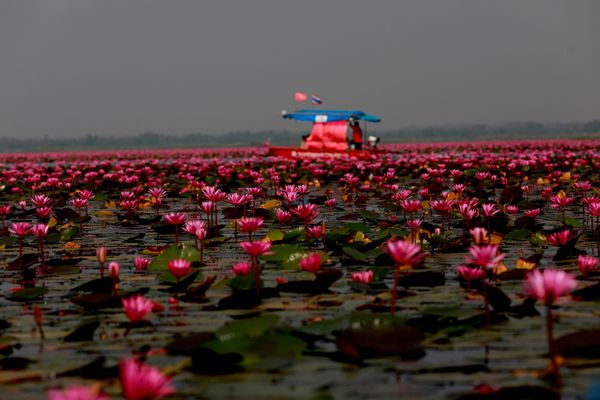 Hồ Sen Đỏ ở Thái Lan. Phần lớn thời gian trong năm hồ này là một ao cỏ bình thường. Nhưng khi mùa đông đến, có nhiều những bông sen màu hồng, đỏ và tím nhạt mọc lên trên phần diện tích hàng ngàn mét vuông Hồ Sen Đỏ ở Thái Lan. Phần lớn thời gian trong năm hồ này là một ao cỏ bình thường. Nhưng khi mùa đông đến, có nhiều những bông sen màu hồng, đỏ và tím nhạt mọc lên trên phần diện tích hàng ngàn mét vuông - Sputnik Việt Nam