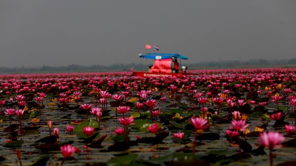 Hồ Sen Đỏ ở Thái Lan. Phần lớn thời gian trong năm hồ này là một ao cỏ bình thường. Nhưng khi mùa đông đến, có nhiều những bông sen màu hồng, đỏ và tím nhạt mọc lên trên phần diện tích hàng ngàn mét vuông - Sputnik Việt Nam
