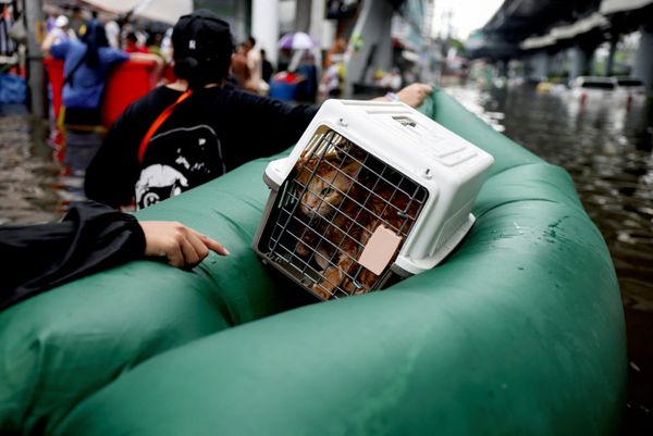 Chú mèo trong lồng trên chiếc xuồng hơi giữa phố ngập nước ở Bangkok. - Sputnik Việt Nam